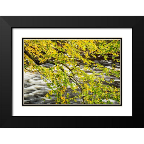 USA-New York-Adirondacks Long Lake-Raquette River flows behind autumn foliage Black Modern Wood Framed Art Print with Double Matting by Collins, Ann