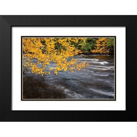 USA-New York-Adirondacks Long Lake-yellow foliage along the Raquette River at Forked Lake Black Modern Wood Framed Art Print with Double Matting by Collins, Ann