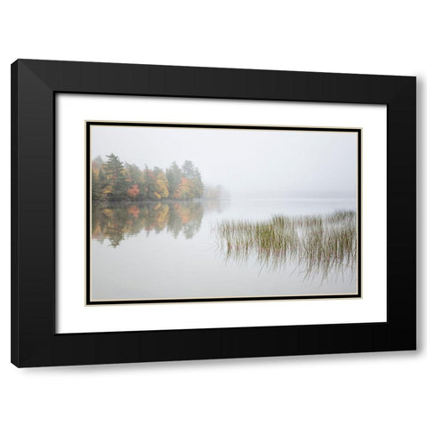 USA-New York-Adirondacks Long Lake-reeds-fog-and fall foliage at Eaton Lake Black Modern Wood Framed Art Print with Double Matting by Collins, Ann