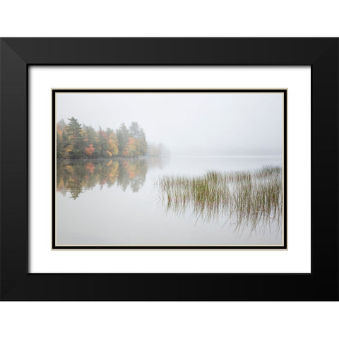 USA-New York-Adirondacks Long Lake-reeds-fog-and fall foliage at Eaton Lake Black Modern Wood Framed Art Print with Double Matting by Collins, Ann