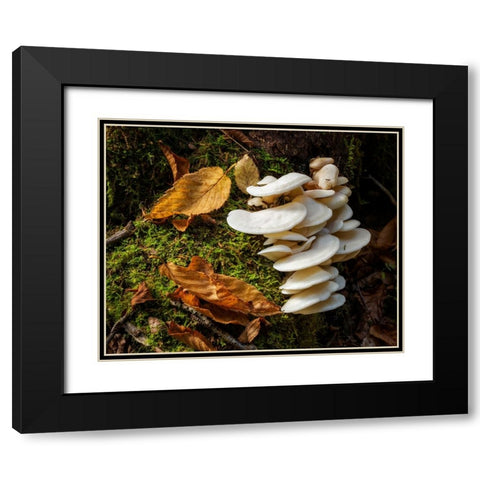 USA-New York-Adirondacks Long Lake-fungi growing at base of tree next to Forked Lake Black Modern Wood Framed Art Print with Double Matting by Collins, Ann
