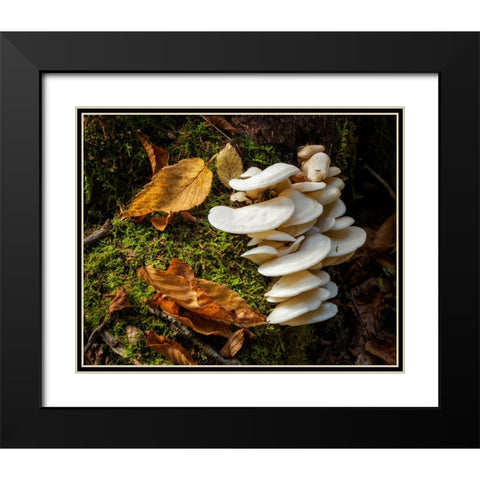 USA-New York-Adirondacks Long Lake-fungi growing at base of tree next to Forked Lake Black Modern Wood Framed Art Print with Double Matting by Collins, Ann