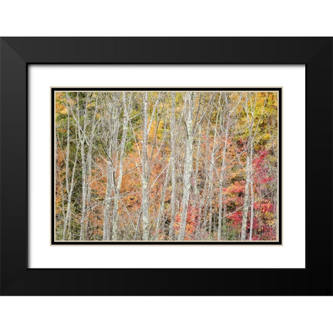 USA-New York-Adirondacks Keene-autumn foliage past peak Black Modern Wood Framed Art Print with Double Matting by Collins, Ann