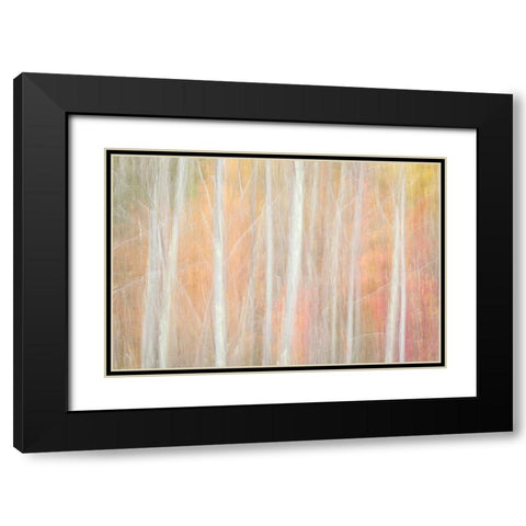 USA-New York-Adirondacks Keene-abstract of autumn foliage and bare trees Black Modern Wood Framed Art Print with Double Matting by Collins, Ann