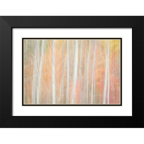 USA-New York-Adirondacks Keene-abstract of autumn foliage and bare trees Black Modern Wood Framed Art Print with Double Matting by Collins, Ann