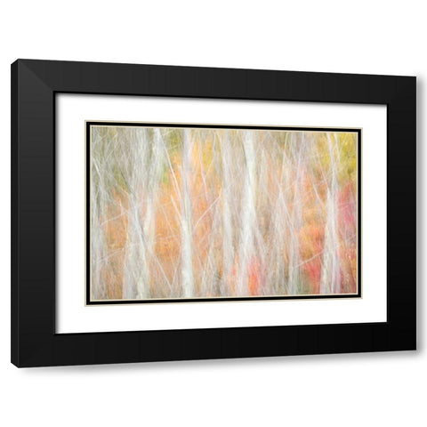 USA-New York-Adirondacks Keene-abstract of autumn foliage and bare trees Black Modern Wood Framed Art Print with Double Matting by Collins, Ann