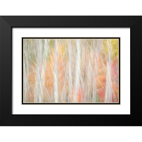 USA-New York-Adirondacks Keene-abstract of autumn foliage and bare trees Black Modern Wood Framed Art Print with Double Matting by Collins, Ann