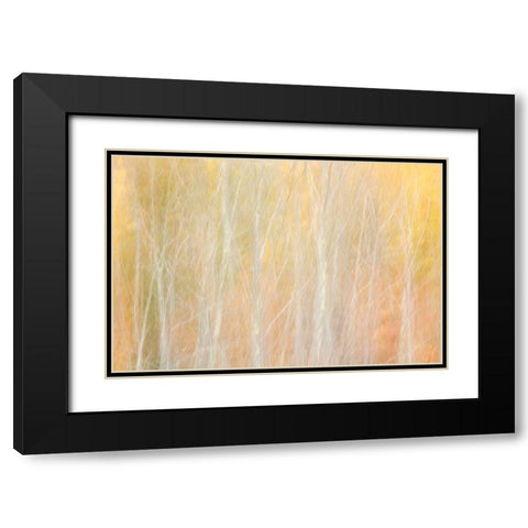 USA-New York-Adirondacks Keene-abstract of autumn foliage and bare trees Black Modern Wood Framed Art Print with Double Matting by Collins, Ann