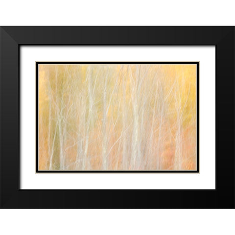 USA-New York-Adirondacks Keene-abstract of autumn foliage and bare trees Black Modern Wood Framed Art Print with Double Matting by Collins, Ann