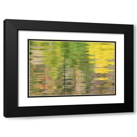 NY, Adirondacks, Reflections in water with reeds Black Modern Wood Framed Art Print with Double Matting by Rotenberg, Nancy