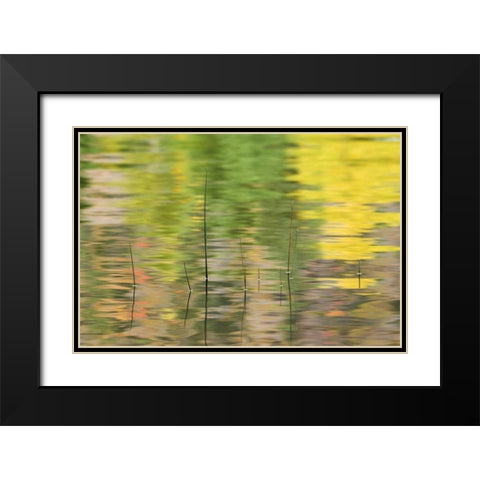 NY, Adirondacks, Reflections in water with reeds Black Modern Wood Framed Art Print with Double Matting by Rotenberg, Nancy