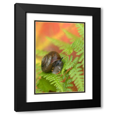 USA, New York, Adirondacks, Snail on Fern in Fall Black Modern Wood Framed Art Print with Double Matting by Rotenberg, Nancy