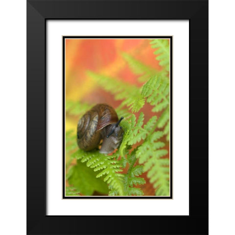 USA, New York, Adirondacks, Snail on Fern in Fall Black Modern Wood Framed Art Print with Double Matting by Rotenberg, Nancy