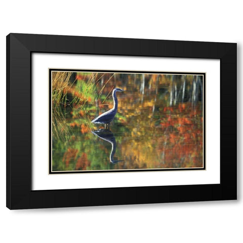 NY, Adirondacks, Great Blue Heron Reflection Black Modern Wood Framed Art Print with Double Matting by Rotenberg, Nancy