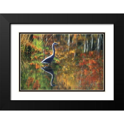NY, Adirondacks, Great Blue Heron Reflection Black Modern Wood Framed Art Print with Double Matting by Rotenberg, Nancy