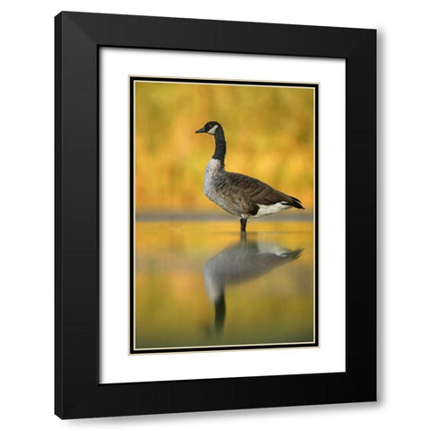 NY, New York City, Queens Canada goose in water Black Modern Wood Framed Art Print with Double Matting by Morris, Arthur