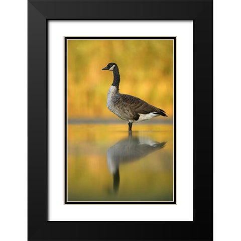 NY, New York City, Queens Canada goose in water Black Modern Wood Framed Art Print with Double Matting by Morris, Arthur