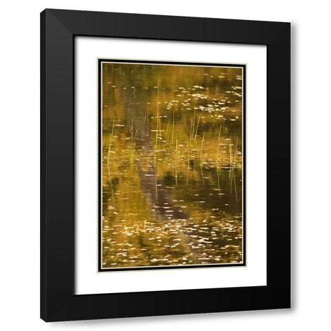 NY, Adirondack Park Fall reflections on a pond Black Modern Wood Framed Art Print with Double Matting by OBrien, Jay