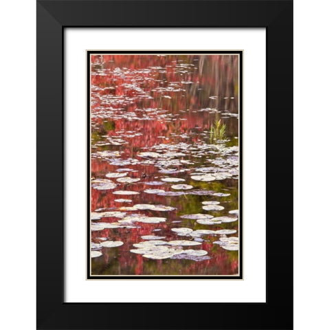 PA Autumn reflections and lily pads on lake Black Modern Wood Framed Art Print with Double Matting by OBrien, Jay