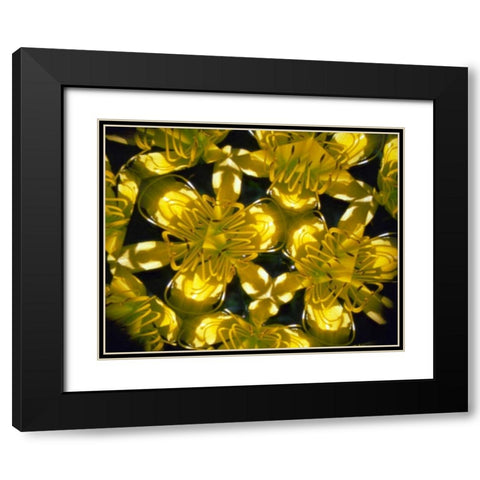 NY, Slingerlands Abstract of Daylilies Black Modern Wood Framed Art Print with Double Matting by Noble Gardner, Nancy