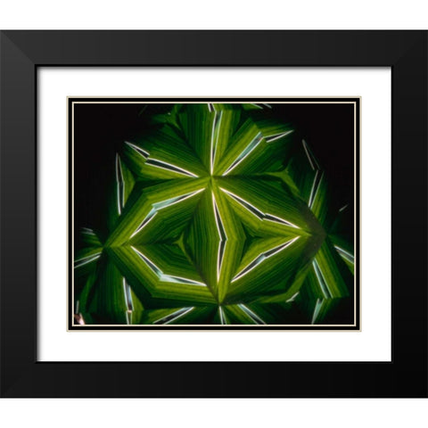 NY, Slingerlands A kaleidoscope of  iris leaves Black Modern Wood Framed Art Print with Double Matting by Noble Gardner, Nancy