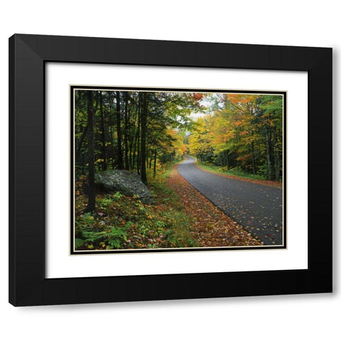 NY, Adirondack Mts Autumn trees line road Black Modern Wood Framed Art Print with Double Matting by Terrill, Steve