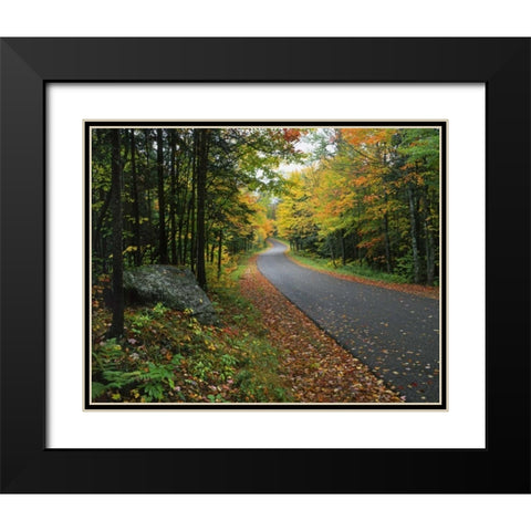 NY, Adirondack Mts Autumn trees line road Black Modern Wood Framed Art Print with Double Matting by Terrill, Steve