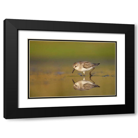 New York City, Semipalmated sandpiper hunts Black Modern Wood Framed Art Print with Double Matting by Morris, Arthur