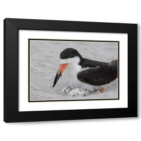 NY, Nickerson Beach Black skimmer sits on eggs Black Modern Wood Framed Art Print with Double Matting by Morris, Arthur