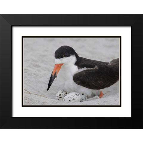 NY, Nickerson Beach Black skimmer sits on eggs Black Modern Wood Framed Art Print with Double Matting by Morris, Arthur