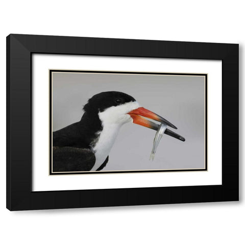 NY, Nickerson Beach, Black skimmer carrying fish Black Modern Wood Framed Art Print with Double Matting by Morris, Arthur