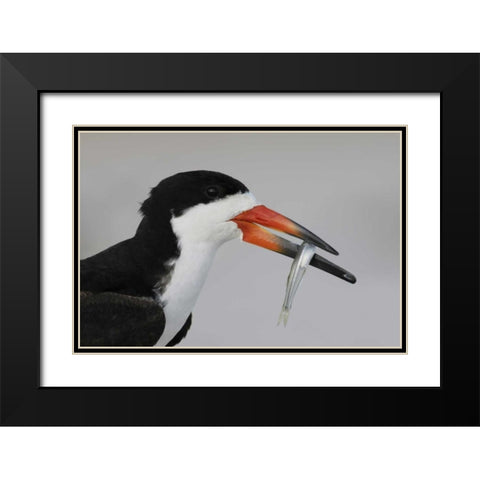 NY, Nickerson Beach, Black skimmer carrying fish Black Modern Wood Framed Art Print with Double Matting by Morris, Arthur