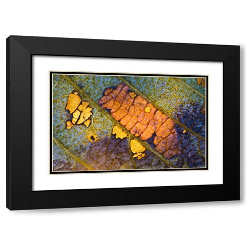 New York, Adirondack Mountains Backlit Leaf Black Modern Wood Framed Art Print with Double Matting by Rotenberg, Nancy