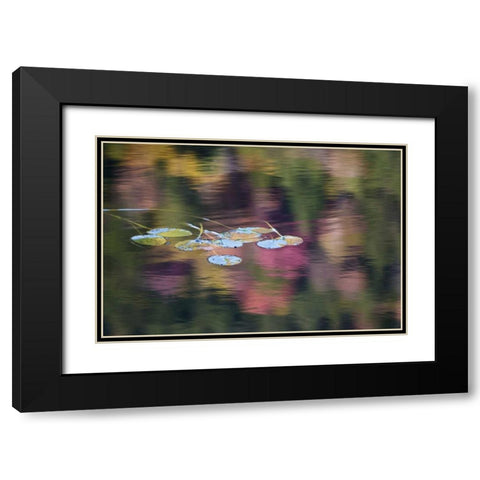 NY, Adirondack Lily pads amid fall reflections Black Modern Wood Framed Art Print with Double Matting by Rotenberg, Nancy