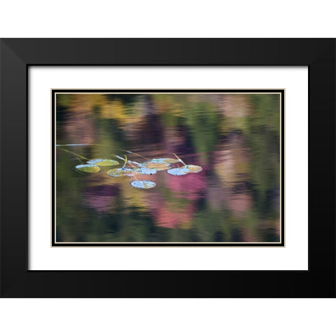 NY, Adirondack Lily pads amid fall reflections Black Modern Wood Framed Art Print with Double Matting by Rotenberg, Nancy