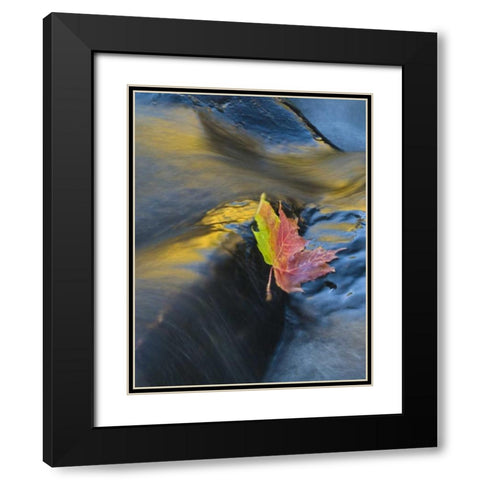 NY, Adirondack Mts Maple leaf floats downstream Black Modern Wood Framed Art Print with Double Matting by Rotenberg, Nancy