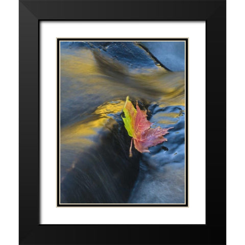 NY, Adirondack Mts Maple leaf floats downstream Black Modern Wood Framed Art Print with Double Matting by Rotenberg, Nancy