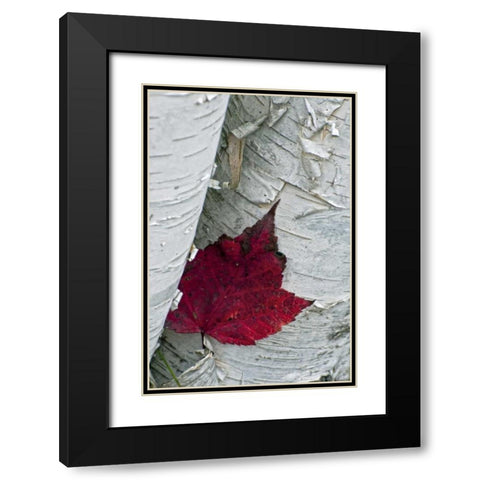 New York, Inlet Maple leaf on aspen tree trunk Black Modern Wood Framed Art Print with Double Matting by OBrien, Jay