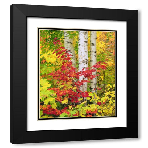 NY, Adirondack Park, Autumn of Birch and Maples Black Modern Wood Framed Art Print with Double Matting by Talbot Frank, Christopher