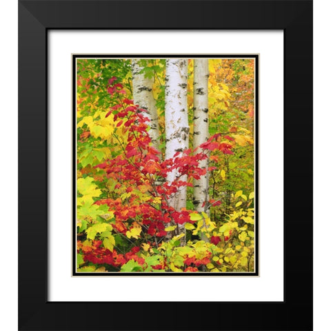 NY, Adirondack Park, Autumn of Birch and Maples Black Modern Wood Framed Art Print with Double Matting by Talbot Frank, Christopher