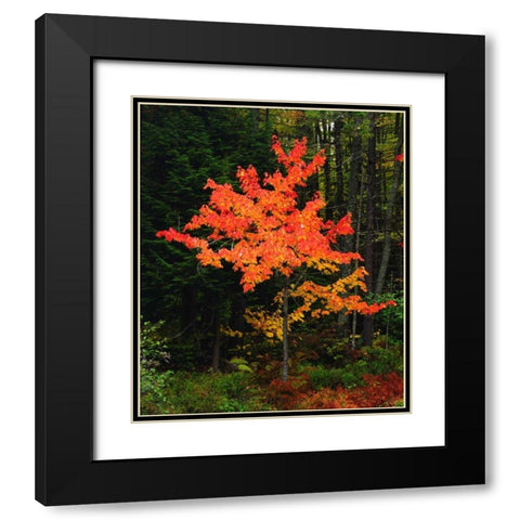 New York, Adirondack Park, Autumn Maple trees Black Modern Wood Framed Art Print with Double Matting by Talbot Frank, Christopher