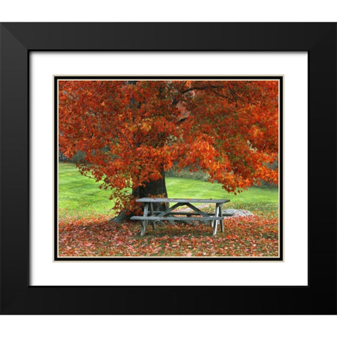 New York, West Park Bench under maple in autumn Black Modern Wood Framed Art Print with Double Matting by Terrill, Steve