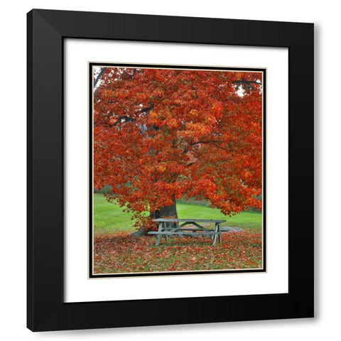 New York, West Park Bench under maple in autumn Black Modern Wood Framed Art Print with Double Matting by Terrill, Steve