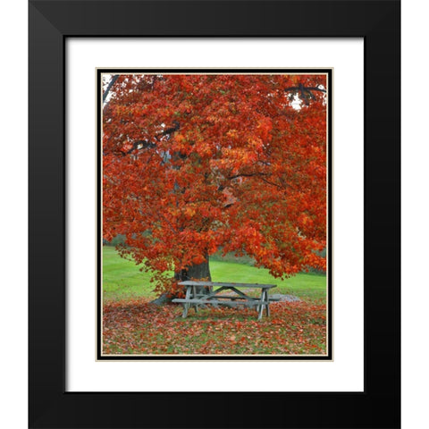 New York, West Park Bench under maple in autumn Black Modern Wood Framed Art Print with Double Matting by Terrill, Steve