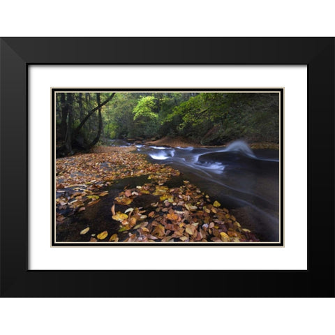 New York, Adirondack Mts Leaves and stream Black Modern Wood Framed Art Print with Double Matting by Rotenberg, Nancy