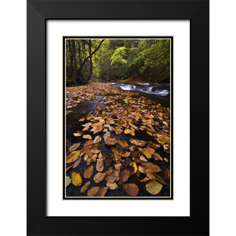 New York, Adirondack Mts Leaves and stream Black Modern Wood Framed Art Print with Double Matting by Rotenberg, Nancy