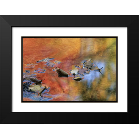 NY, Adirondack Mts Autumn reflections in stream Black Modern Wood Framed Art Print with Double Matting by Rotenberg, Nancy