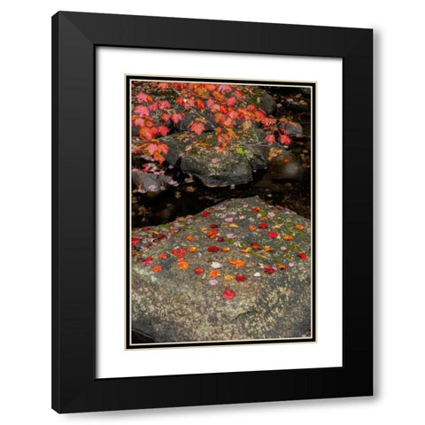 NY, Adirondack Mountains Autumn leaves on rock Black Modern Wood Framed Art Print with Double Matting by OBrien, Jay