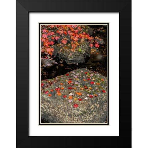 NY, Adirondack Mountains Autumn leaves on rock Black Modern Wood Framed Art Print with Double Matting by OBrien, Jay