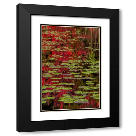 NY, Adirondacks Lily pads and fall reflections Black Modern Wood Framed Art Print with Double Matting by OBrien, Jay